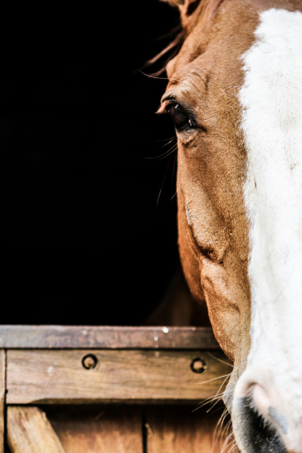 A horse looking calmly over a wooden stable door