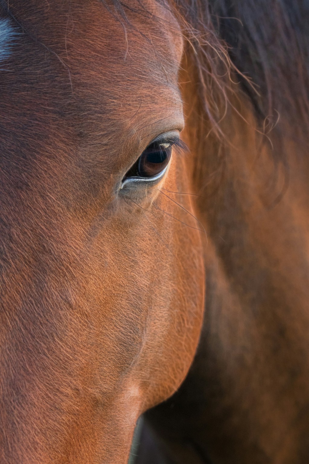 Close-up of a horse's eye and expression