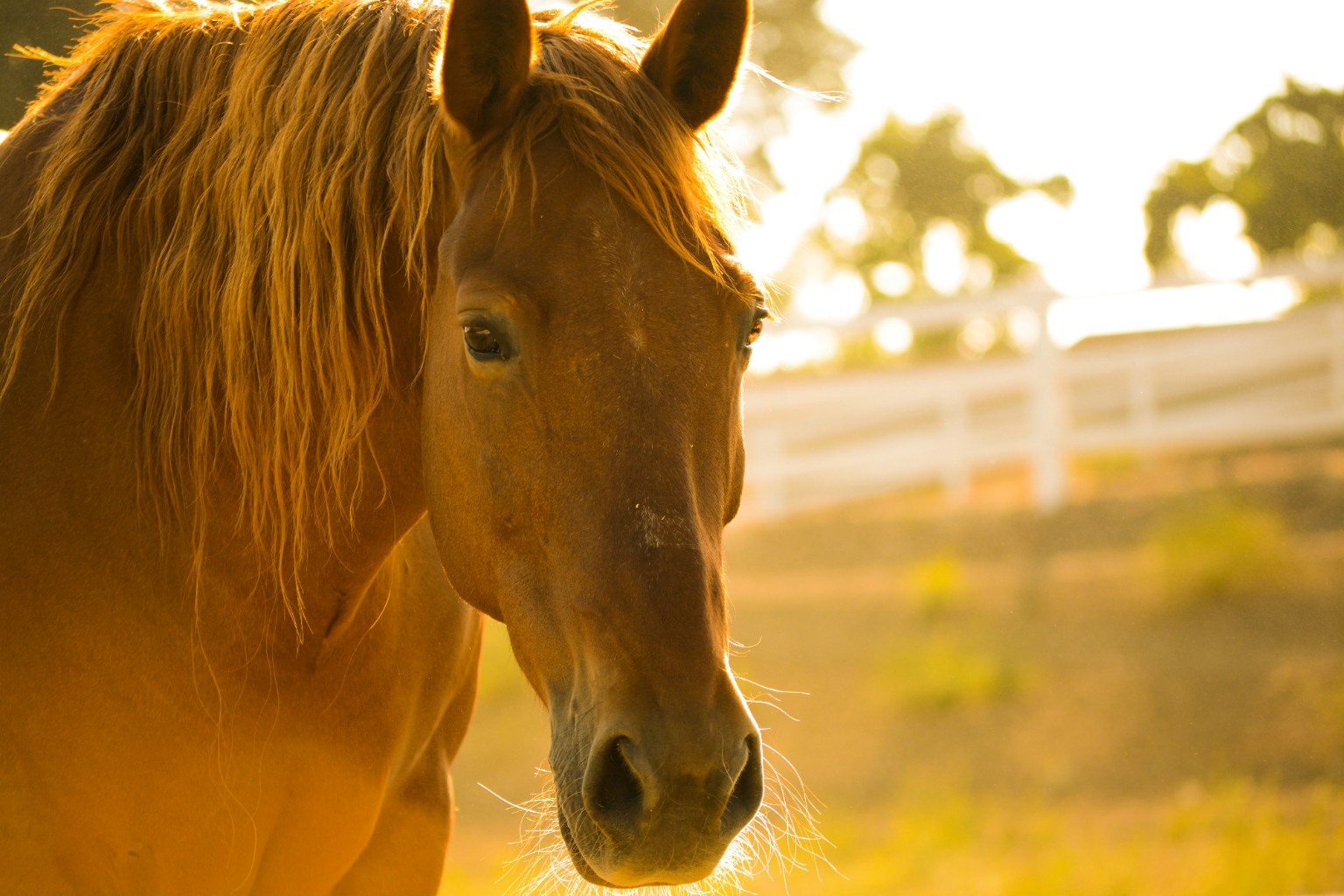 A horse standing in warm evening light