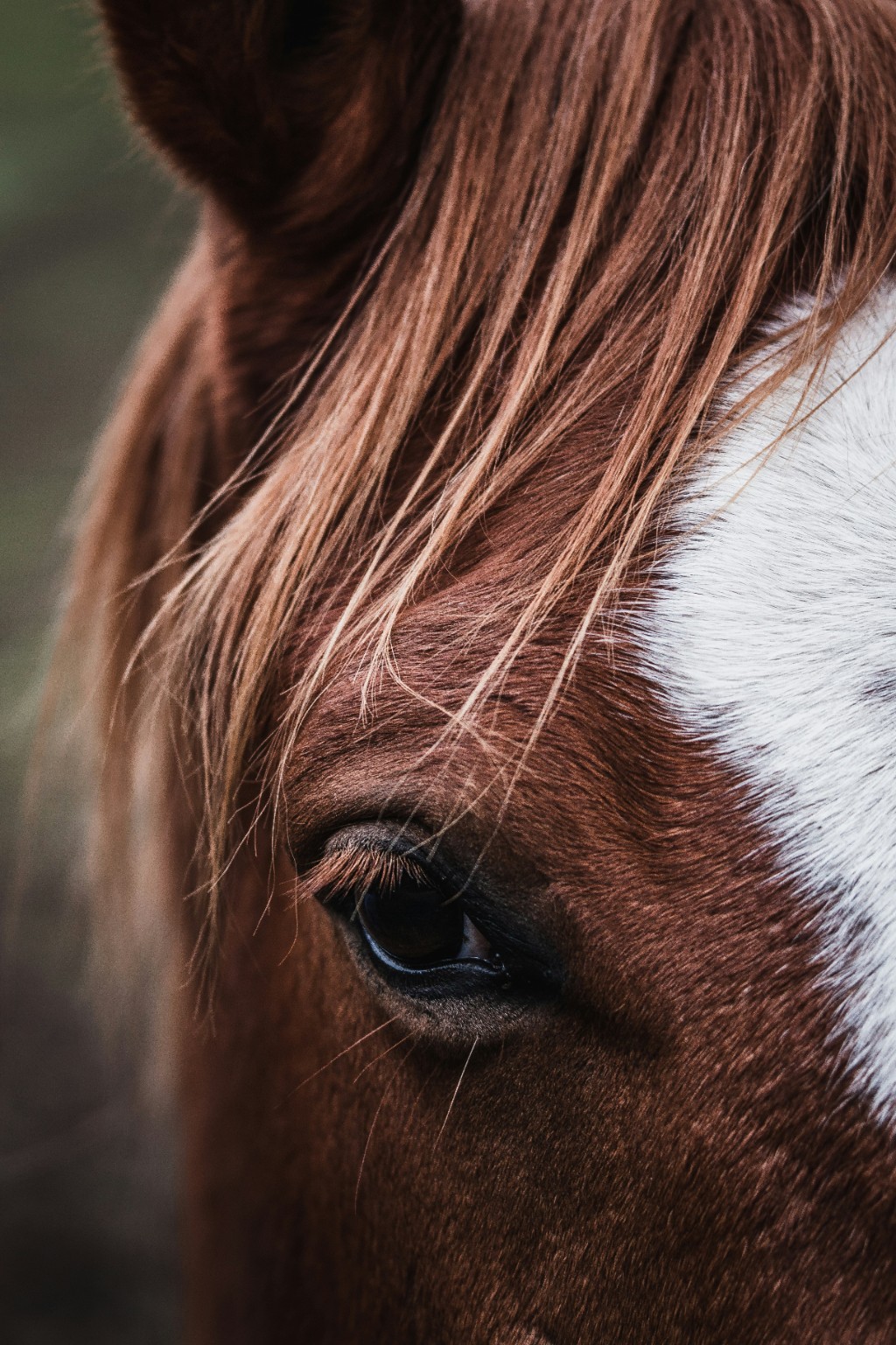 Close-up of a horse's face, eye and distinctive markings